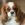 Cavalier King Charles